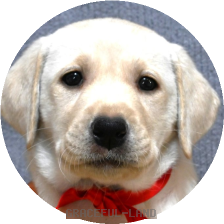 英国ラブラドールの子犬